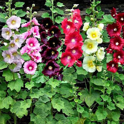 Mixed Hollyhock Flower Seeds – Heirloom, Non-GMO, High Germination Seeds