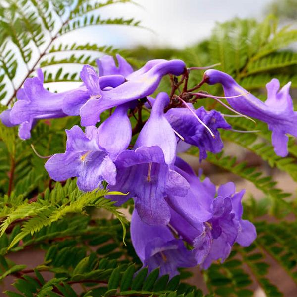 Purple Jacaranda Flower Seeds Heirloom Non-GMO High Germination Organic Garden Seeds for Planting