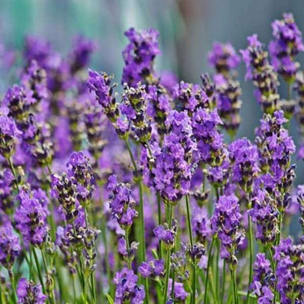 Lavandula Flower Seeds Lavender – Heirloom, Non-GMO, High Germination Seeds