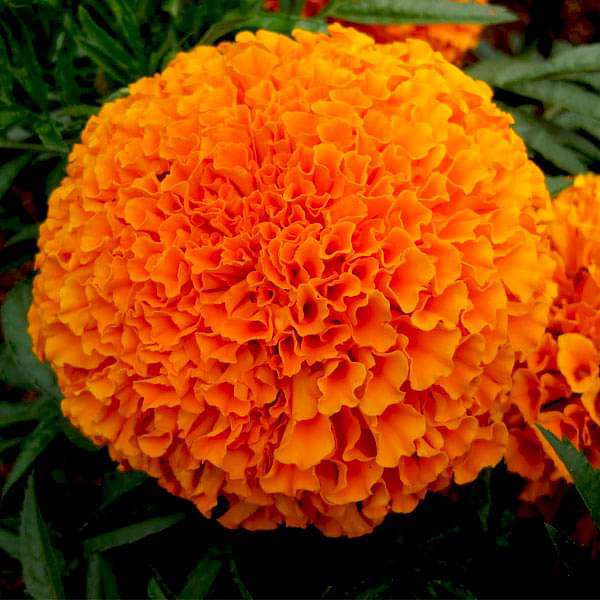 Orange Marigold Flower Seeds for Planting – Heirloom Non-GMO, High Germination Organic Garden Seeds