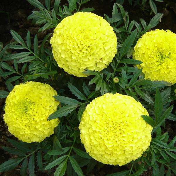 Yellow Marigold Flower Seeds – Heirloom, Non-GMO, High Germination Organic Seeds