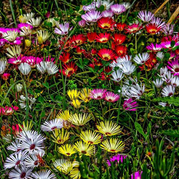 Ice Flower Seeds – Heirloom, Non-GMO, High Germination Seeds for Planting