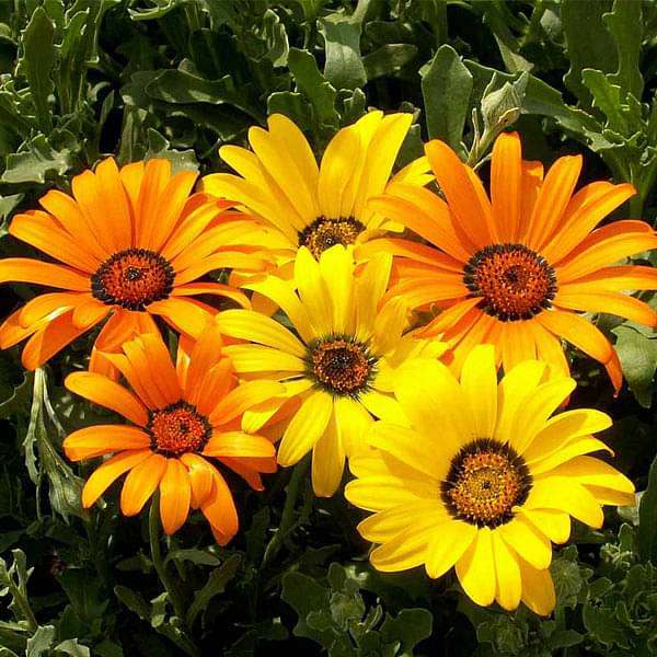 Orange Aurantiaca Flower Seeds – Heirloom, Non-GMO, High Germination Seeds
