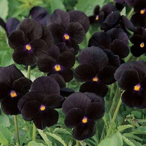 Giant Pansy Flower Seeds Black – Heirloom, Non-GMO, High Germination Seeds