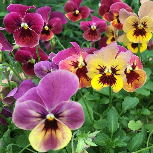 Mixed Pansy Flower Seeds – Heirloom, Non-GMO, High Germination Seeds