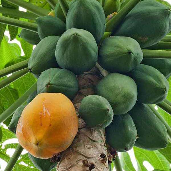 Gemischte Papayasamen zum Pflanzen – Alte Sorten, gentechnikfrei, hohe Keimrate, Bio-Gartensamen