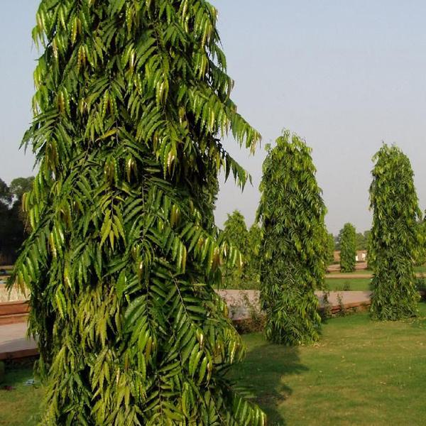 Ashoka Tree Seeds – Heirloom, Non-GMO, High Germination Organic Garden Seeds