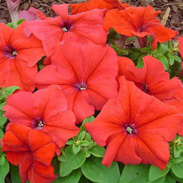 Giant Perennial Petunia Flower Seeds Red – Heirloom, Non-GMO, High Germination Seeds