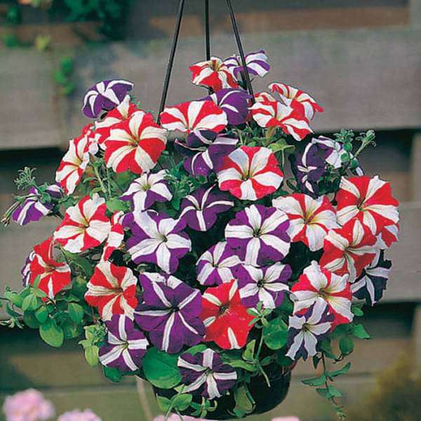 Mixed Bonsai Petunia Flower Seeds – Heirloom, Non-GMO, High Germination Seeds