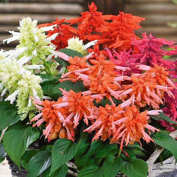 Mixed Salvia Flower Seeds – Heirloom, Non-GMO, High Germination Seeds
