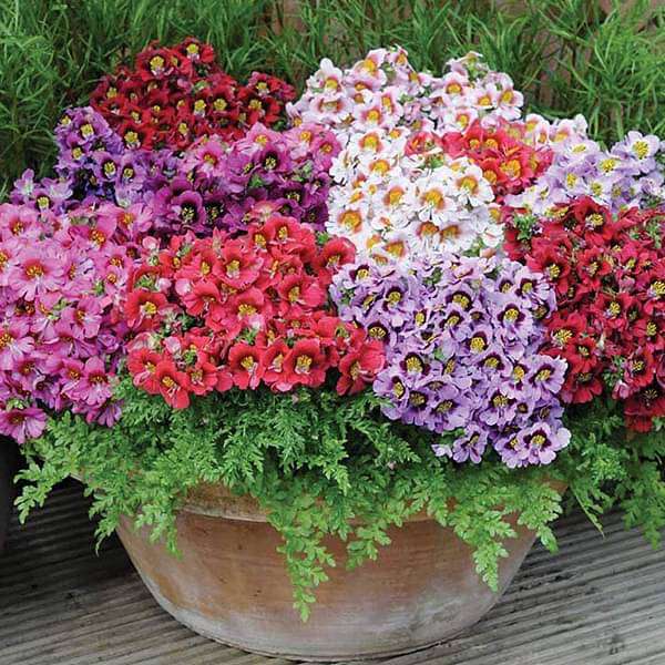 Rosa-weiße Schizanthus Blumensamen – alte Sorte, gentechnikfrei, keimstark, Bio-Gartensamen zum Pflanzen