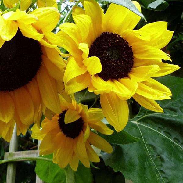 Helianthus Flower Seeds Yellow – Heirloom Non-GMO High Germination Seeds
