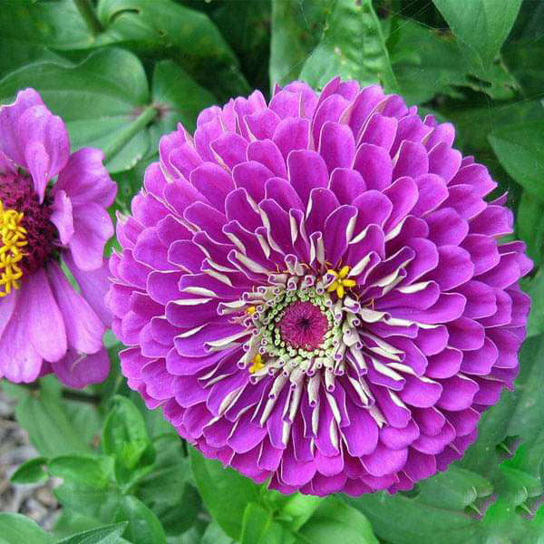 Dark Purple Zinnia Flower Seeds for Planting Heirloom Non-GMO High Germination Organic Garden Seeds