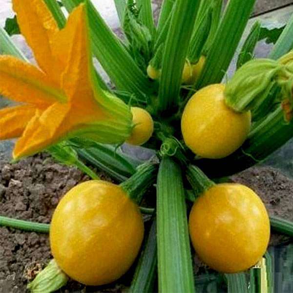 Round Yellow Zucchini Seeds – Heirloom, Non-GMO, High Germination Vegetable Garden Seeds