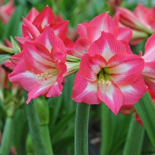 Giant Pink White Amaryllis Flower Seeds for Planting – Heirloom Non-GMO Organic Seeds