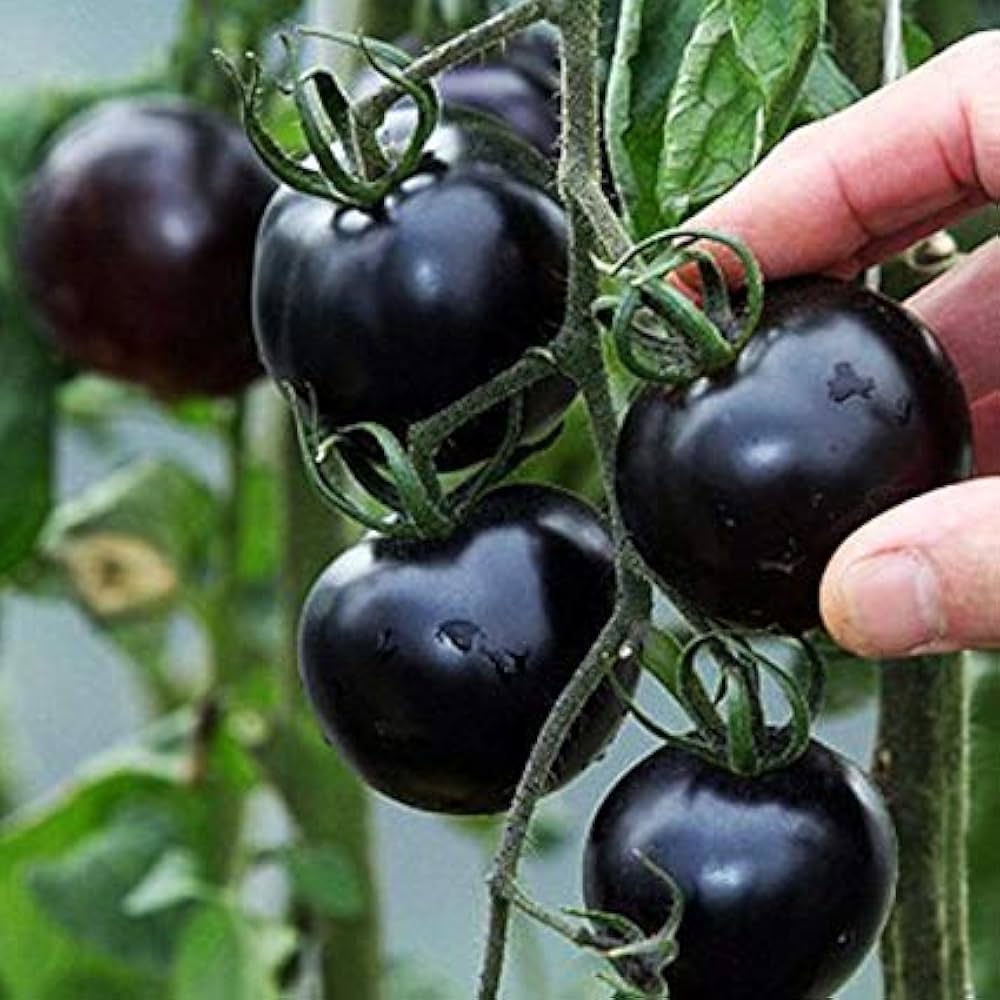 black nyagous flower seeds