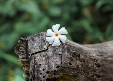 Coral Jasmine Flower Seeds White for Planting – Heirloom Non-GMO High Germination