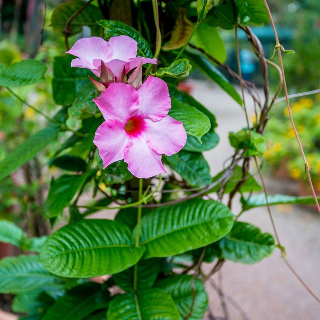 Pink Mandevilla Flower Seeds – Heirloom, Non-GMO, High Germination Seeds