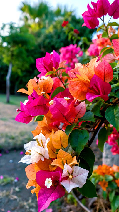 Climbing Bougainvillea Flower Seeds Heirloom Non-GMO High Germination Organic Garden Seeds for Planting