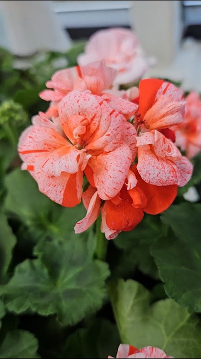 Orange White Geranium Flower Seeds – Heirloom, Non-GMO, High Germination Seeds