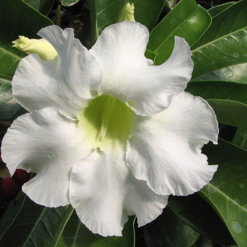 White Adenium Flower Seeds for Planting – Heirloom Non-GMO High Germination Organic Seeds