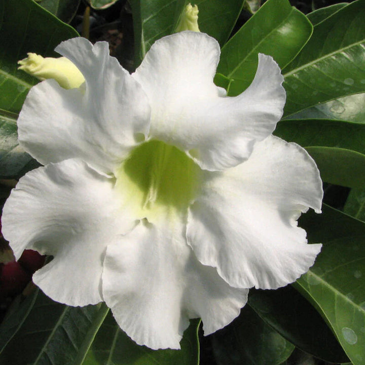 White Adenium Flower Seeds for Planting – Heirloom Non-GMO High Germination Organic Seeds