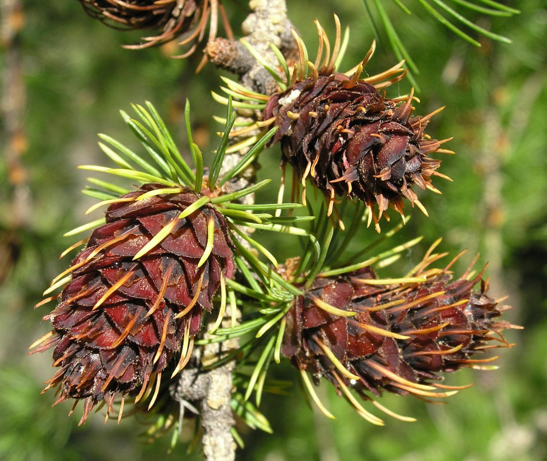 Larix Occidentalis Seeds – Heirloom Non-GMO High Germination Organic Garden Seeds