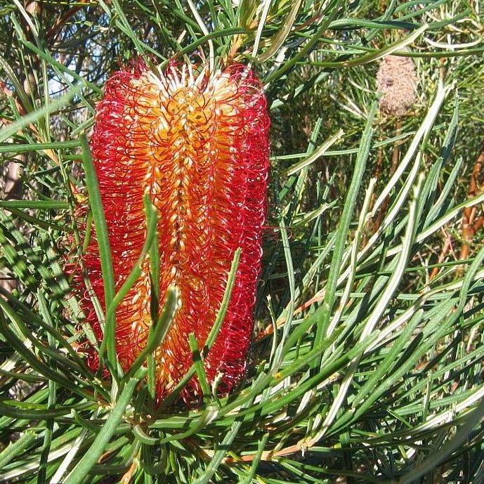 Red Banksia Flower Seeds for Planting – Heirloom Non-GMO High Germination Organic Seeds