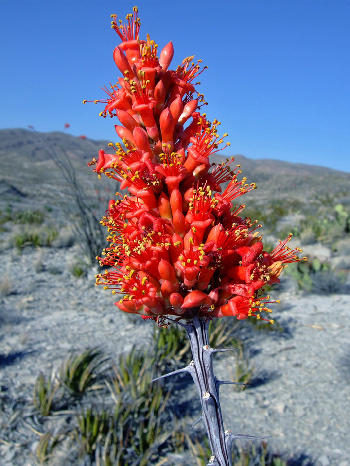 Ocotillo-Blumensamen – Alte Sorte, gentechnikfrei, hochkeimfähig, Bio-Gartensamen zum Pflanzen