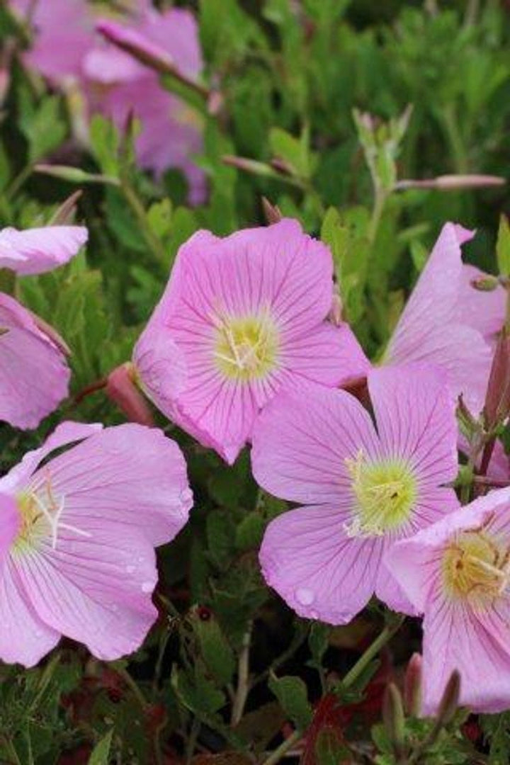 Semillas de flor de oenothera rosa - Semillas de jardín orgánicas, reliquia, sin OMG, de alta germinación para sembrar