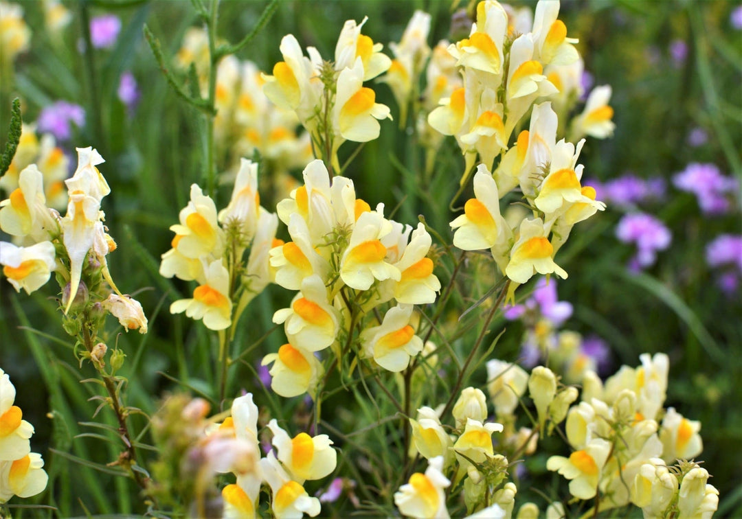 oldfield toadflax flower seeds