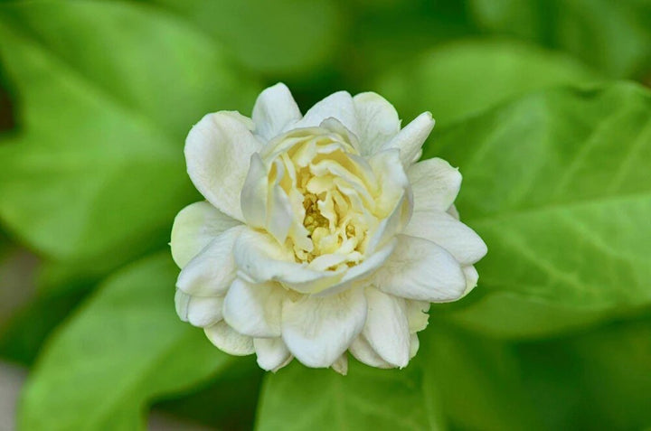 Samen von weißem arabischem Jasmin – Alte Sorte, gentechnikfrei, hohe Keimrate