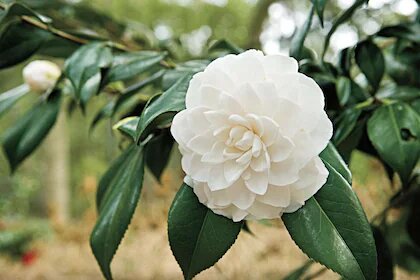 Camellia Flower Seeds White Heirloom Non-GMO High Germination Organic Seeds for Planting