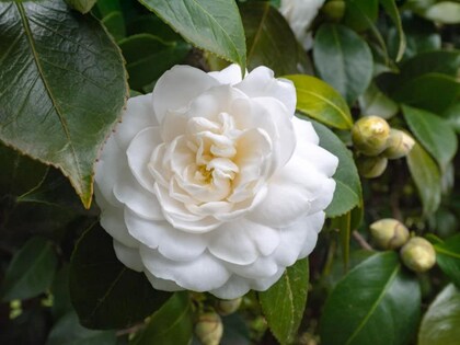 Hemelia Flower Seeds White – Heirloom, Non-GMO, High Germination Seeds