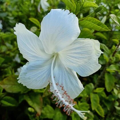 Hibiscus Flower Seeds White – Heirloom, Non-GMO, High Germination Seeds