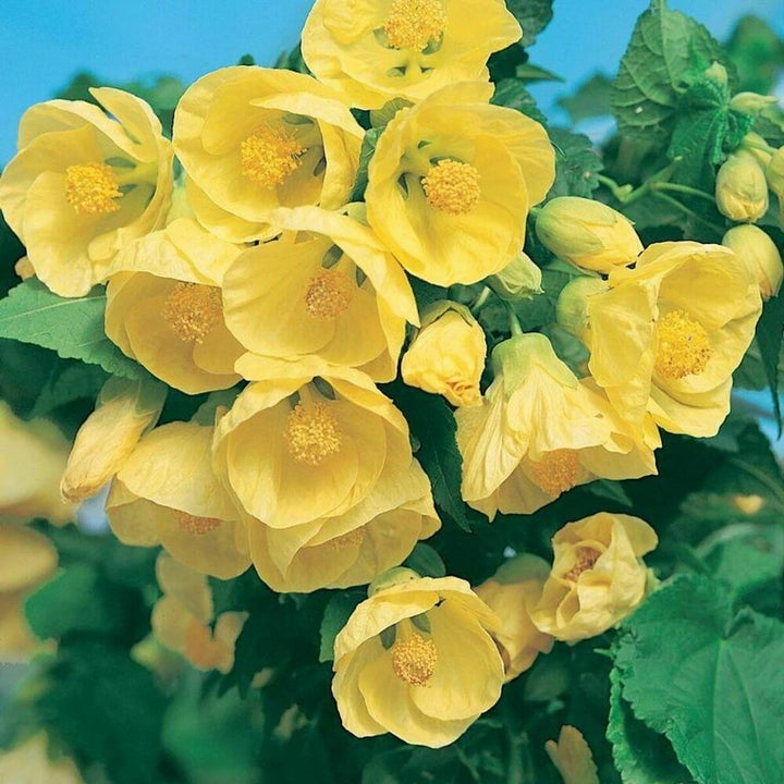 Yellow Lantern Hibiscus Flower Seeds – Heirloom Non-GMO High Germination Seeds