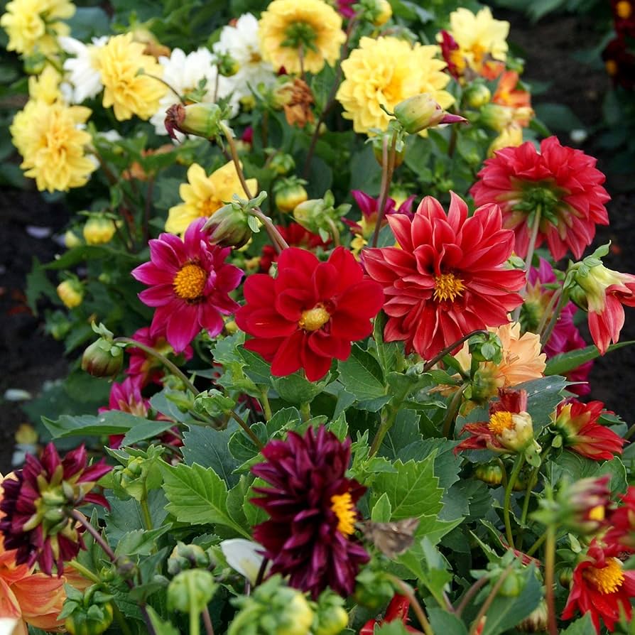 opera mix flower seeds