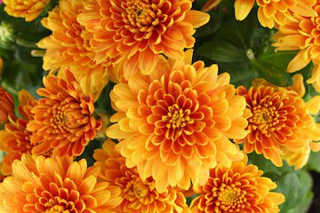 Semillas de flores de crisantemo rojo anaranjado para plantar – Orgánicas, sin OMG, de alta germinación, semillas de jardín de reliquia