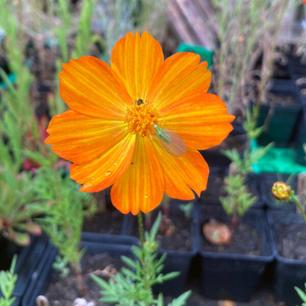 Orange Hemelia Flower Seeds – Heirloom, Non-GMO, High Germination Seeds