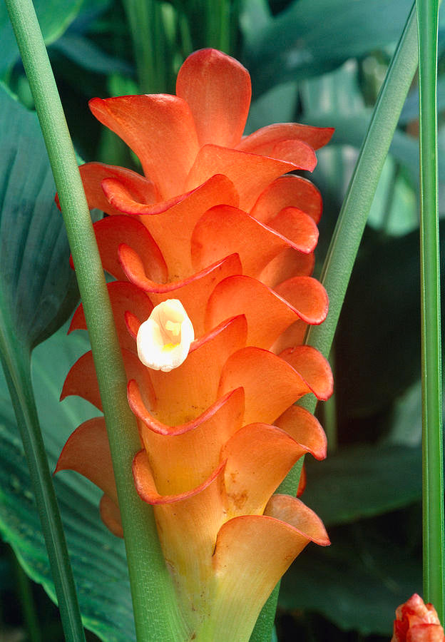Orange Curcuma Flower Seeds – Heirloom Non-GMO High Germination Seeds