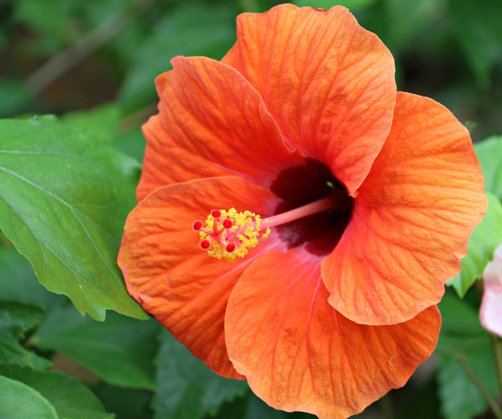 Orange Blooming Hibiscus Flower Seeds – Heirloom, Non-GMO, High Germination, Organic Garden Seeds