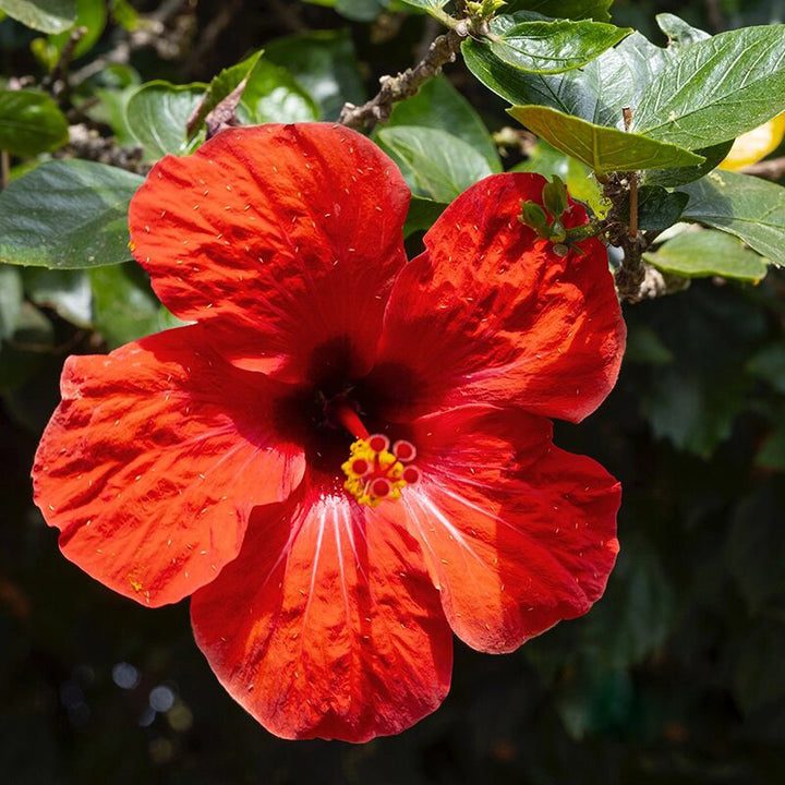 Semillas de flor de hibisco rojo (Hibiscus Sinensis) – Variedad tradicional, sin OMG, de alta germinación