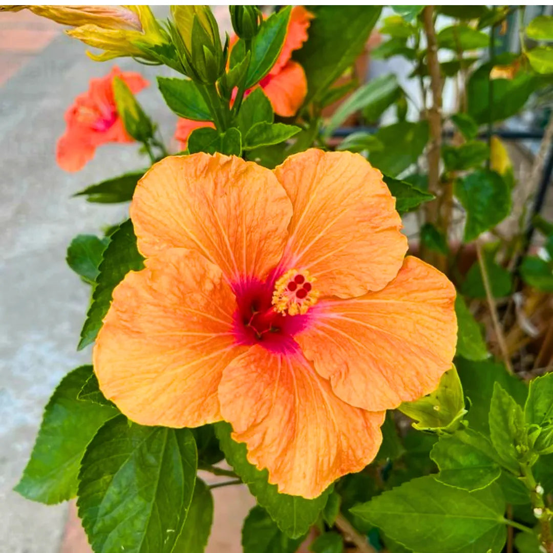 orange hibiscus flower seeds