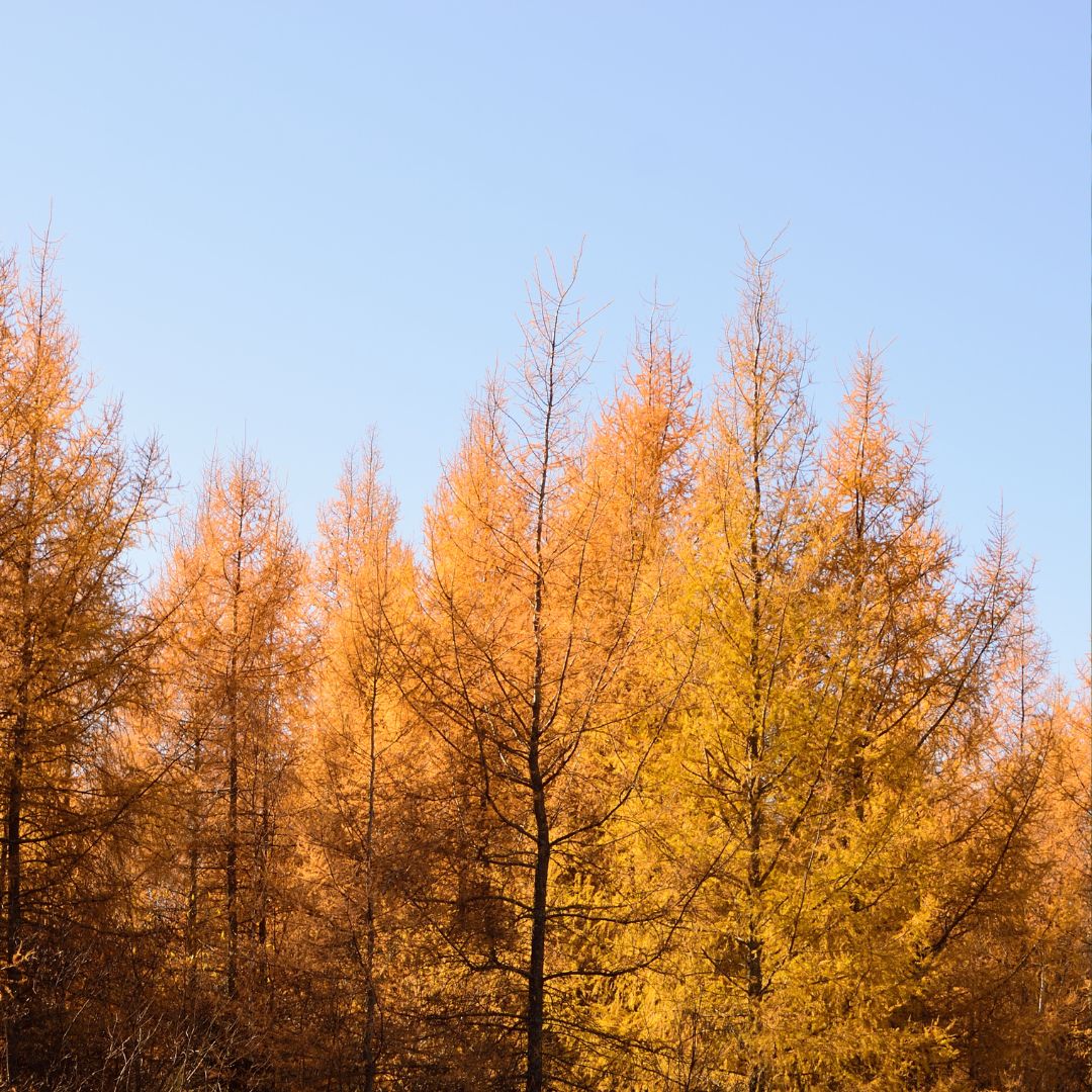 Orange Larch herb seeds