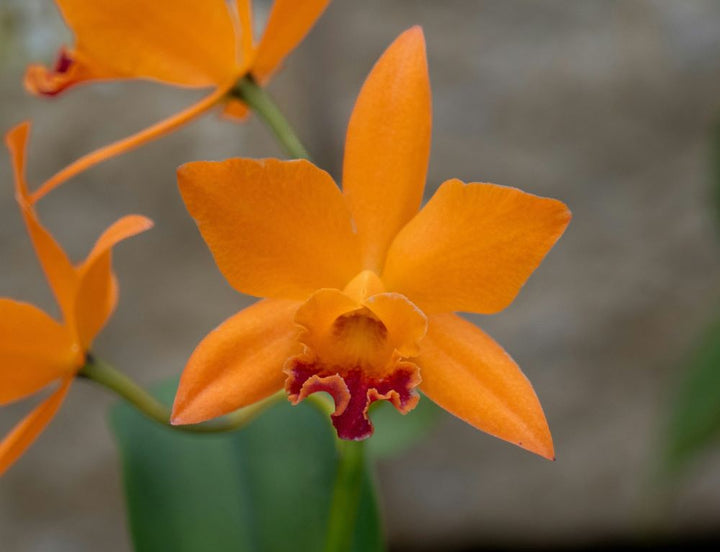 Orange Cattleya Flower Seeds – Heirloom, Non-GMO, High Germination Seeds