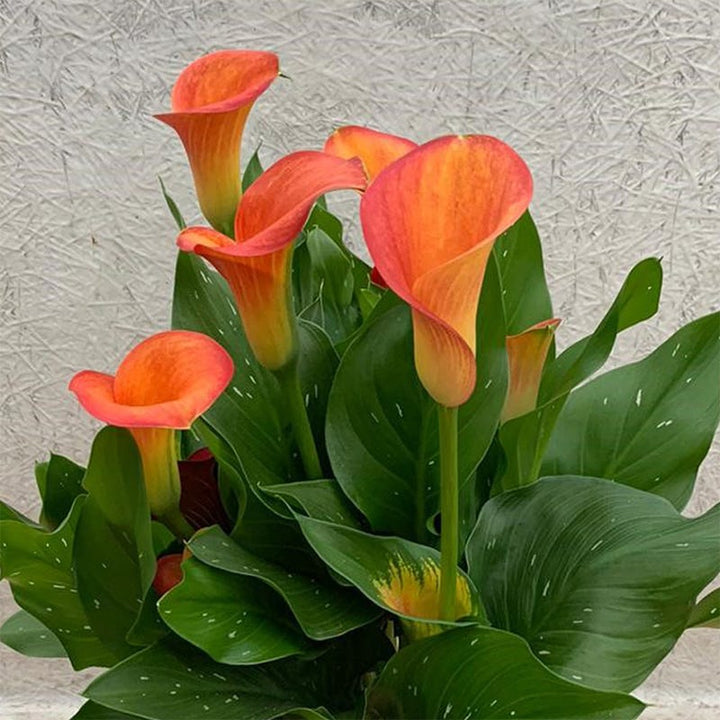 Orange Bonsai Calla Lily Flower Seeds – Heirloom, Non-GMO, High Germination Seeds