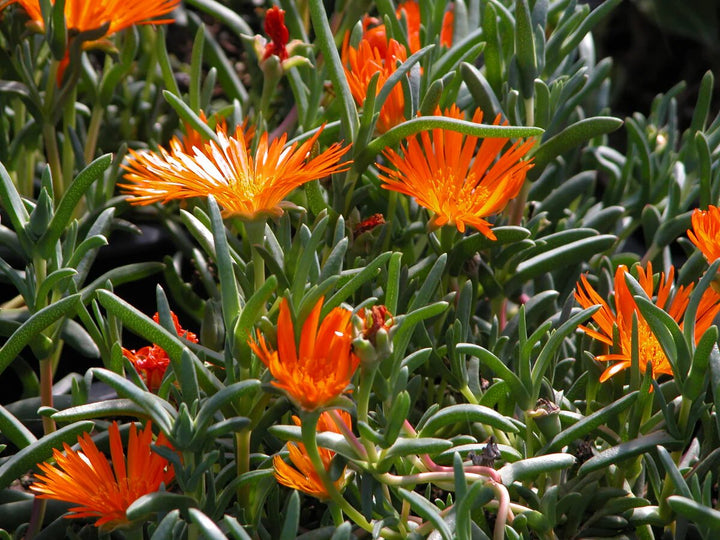 Orange Lampranthus Flower Seeds – Heirloom, Non-GMO, High Germination Seeds