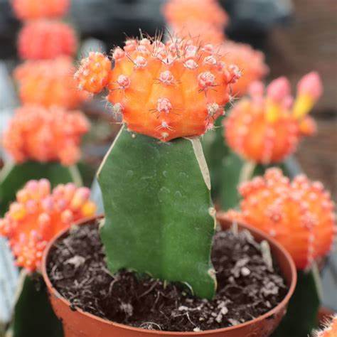 Orange Cactus Flower Seeds – Heirloom, Non-GMO, High Germination, Organic Garden Seeds for Planting