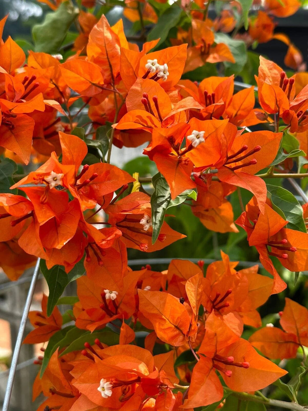 Orange Bougainvillea Flower Seeds – Heirloom, Non-GMO, High Germination Seeds