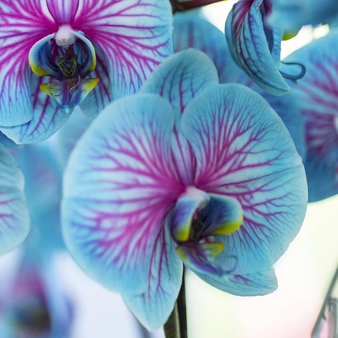 blue orchid flower seeds